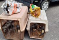 1757353350406-barang-bukti-anjing-yang-diamankan-polisi-1757338953992_169