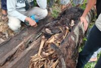 1757590917885-kerangka-manusia-ditemukan-di-pohon-1757514425480_169