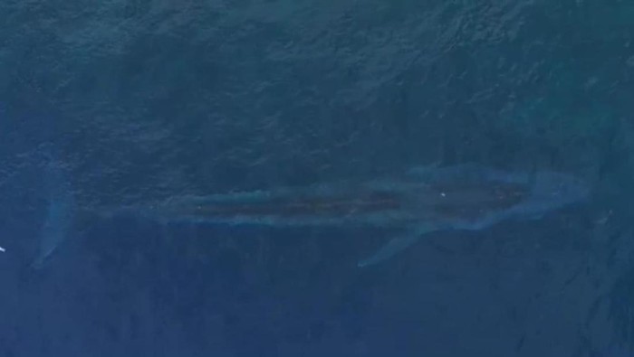 1761327542873-viral-di-media-sosial-kemunculan-paus-biru-sepanjang-20-meter-di-laut-teluk-tomini-1761278158023_169