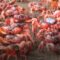 1761348235359-foto-migrasi-jutaan-kepiting-merah-di-australia-1_43