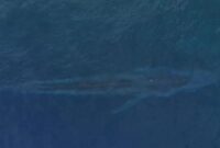 1761392094599-viral-di-media-sosial-kemunculan-paus-biru-sepanjang-20-meter-di-laut-teluk-tomini-1761278158023_43