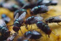 1761716999881-lalat-2_169