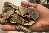 1761889736955-barang-bukti-sisik-trenggiling-yang-disita-polisi-dok-polda-riau-1761882071585_169