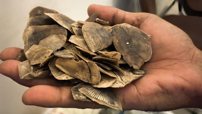 1761889736955-barang-bukti-sisik-trenggiling-yang-disita-polisi-dok-polda-riau-1761882071585_169