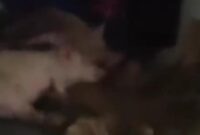 1761889840356-penampakan-mobil-berstiker-sppg-angkut-babi-di-nisel-foto-tangkapan-video-media-sosial-1761822477372_169