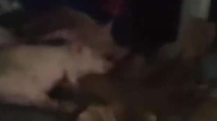 1761889840356-penampakan-mobil-berstiker-sppg-angkut-babi-di-nisel-foto-tangkapan-video-media-sosial-1761822477372_169