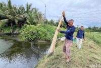 1761932347145-petambak-muhrizal-saat-memproduksi-pakan-dari-limbak-lokal-kartikadetikcom-1761918590775_169