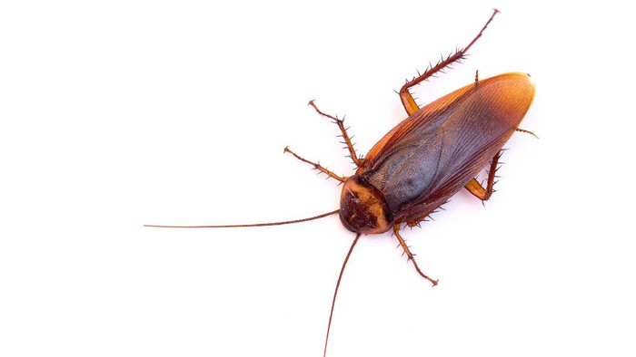 1762278165144-25087568-01e5-425b-bbbe-d539a55f2738_169