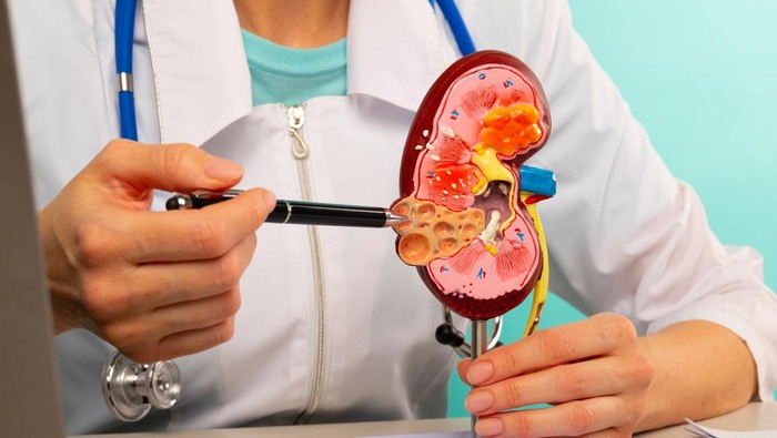 1762321465018-ilustrasi-ginjal_169