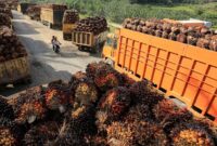 1762451010502-mengejar-rezeki-dari-tbs-sawit-meski-harga-anjlok-parah-2_169