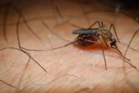 1762494567760-30fc277f-2988-46d6-84f9-c2a489c87cf1_43