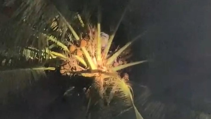 1762623602784-seorang-pria-terjebak-di-atas-pohon-kelapa-dan-tidak-bisa-turun-korban-akhirnya-dievakuasi-bpbd-pk-pandeglang-dok-istimewa-1762579952511_169