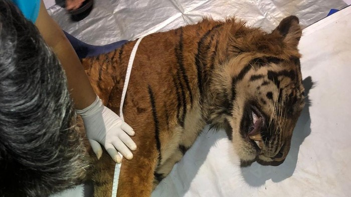 1762709918206-harimau-sumatera-di-lampung-mati-1762655963507_169