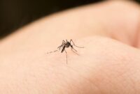 1762775312967-ilustrasi-nyamuk_169