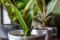 1762775420805-ilustrasi-lidah-mertua_169