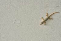 1763142009505-iustrasi-cicak-1756791820060_169