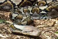 1763314408885-ilustrasi-ular-piton_169