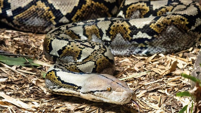 1763314408885-ilustrasi-ular-piton_169