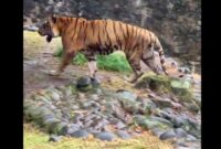 1763358540857-harimau-di-ragunan-namanya-juve-16-menurut-anda-dia-kurus-atau-tidak-dok-instagram-taman-margasatwa-ragunan-4_169