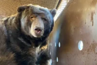 1763379889139-beruang-hitam-barry-1_169