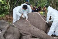 1763401299380-bangkai-gajah-sumatera-dilakukan-proses-nekropsi-1763359482902_169