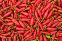 1763401318221-ilustrasi-cabai_169