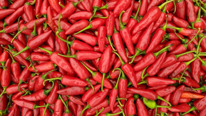 1763401318221-ilustrasi-cabai_169