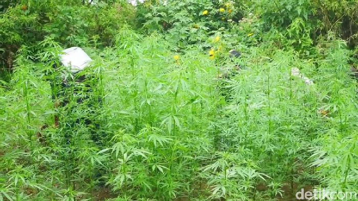 1763485558181-ladang-ganja-di-lereng-semeru-1742273425035_169