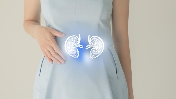 1763507087233-ilustrasi-ginjal_169