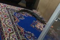 1763507090018-buaya-1763442186063_169