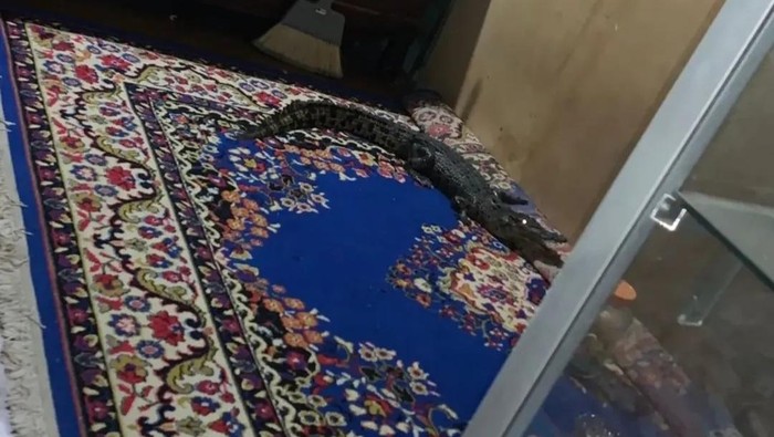 1763507090018-buaya-1763442186063_169