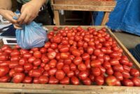 1763809548860-harga-tomat-di-sumut-anjlok-dengan-harga-rp-4000-per-kg-kartika-saridetiksumut-1763792524418_169
