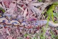 1764111927133-penampakan-ular-piton-7-meter-yang-lilit-petani-hingga-tewas-di-buton-selatan-1764040099667_43