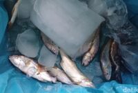 1764522403108-sejumlah-ikan-imbas-pasokan-yang-terhambat-akibat-hujan-dan-banjir-di-sejumlah-daerah-pengiriman-laila-syakiradetikcom-1764510850448_169