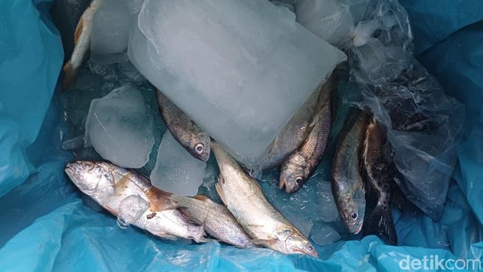 1764522403108-sejumlah-ikan-imbas-pasokan-yang-terhambat-akibat-hujan-dan-banjir-di-sejumlah-daerah-pengiriman-laila-syakiradetikcom-1764510850448_169