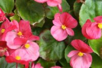 1764760032263-tanaman-hias-begonia_169