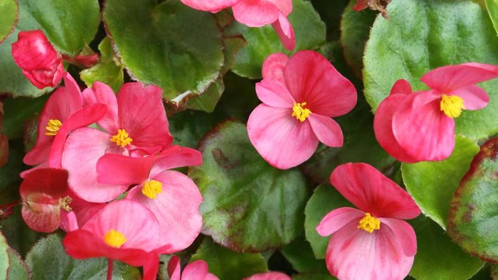 1764760032263-tanaman-hias-begonia_169