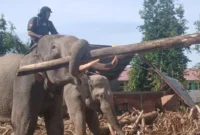 1765429613618-seekor-gajah-sedang-mengangkut-puing-kayu-pasca-banjir-bandang-dari-pemukiman-penduduk-di-gampong-meunasah-bie-kecamatan-meura-1765203914890_169