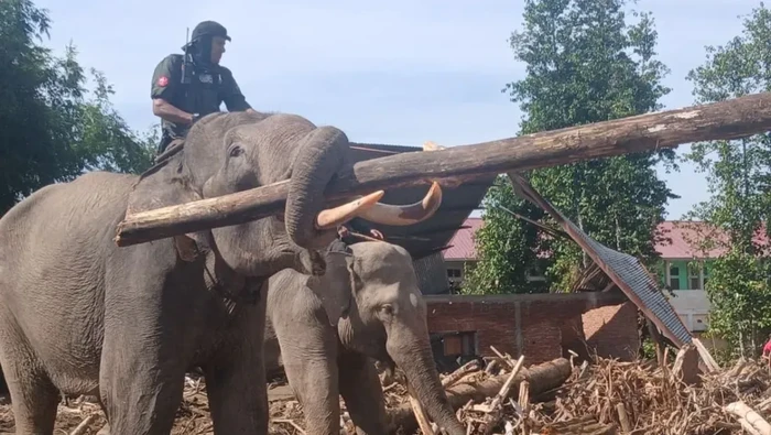 1765429613618-seekor-gajah-sedang-mengangkut-puing-kayu-pasca-banjir-bandang-dari-pemukiman-penduduk-di-gampong-meunasah-bie-kecamatan-meura-1765203914890_169