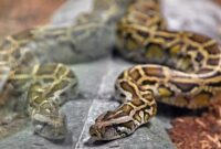 1765494290210-ae6a9d1f-b62e-4cff-a20b-873ef8056d1b_169