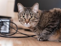 1765515958497-ilustrasi-hewan-peliharaan-kucing-1762757029819_43