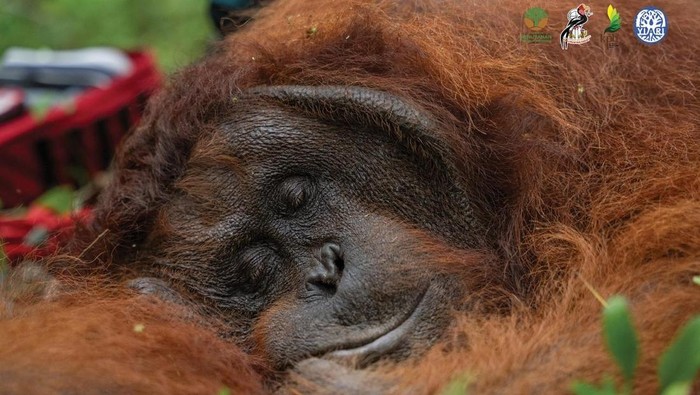 1765645546478-translokasi-orangutan-di-ketapang-kalimantan-barat-1747032003418_169