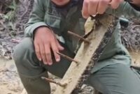 1765710363528-ranjau-paku-tesso-nilo-1765634226615_43