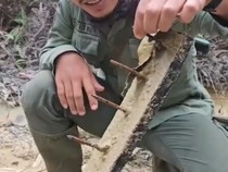 1765710363528-ranjau-paku-tesso-nilo-1765634226615_43