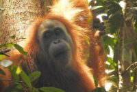 1765796772532-beta-orang-utan-tapanuli-pongo-tapanuliensis-1765701268447_169