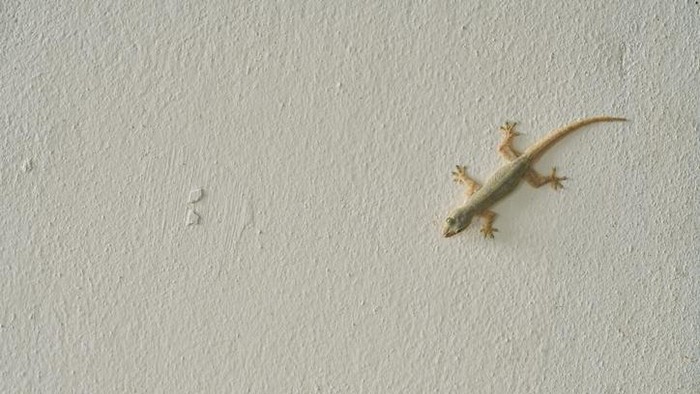 1765818399057-iustrasi-cicak-1756791820060_169