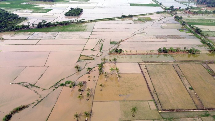 1765861595434-sawah-terendam-banjir-petani-di-deli-serdang-terancam-gagal-panen-1762671270108_169