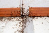 1765904768842-ilustrasi-semut_169