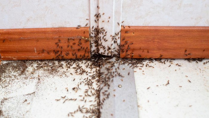 1765904768842-ilustrasi-semut_169