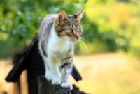 1765969568185-ilustrasi-hewan-peliharaan-kucing-1741593992769_169